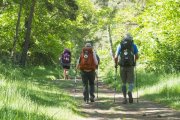 Peregrinos camino de Santiago de Compostela. El tramo final desde Sarria es uno de los más bellos del Camino Francés.