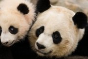 Los osos pandas fueron dados a conocer por el padre David