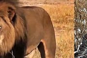 El autor del disparo que mató a Cecil está siendo linchado mediáticamente. No hace mucho un niño de 14 años fue devorado por un león similar.