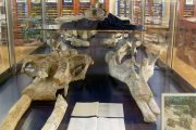 Restos de mastodonte en el Museo geológico del Seminario de Barcelona - uno de los más importantes museos geológicos