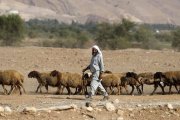 Un pastor de ovejas Awassi contemporáneo, del siglo XXI, en Tierra Santa