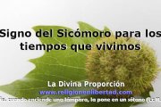 Fruto del Sicómoro. Signo de la acción del Espíritu Santo