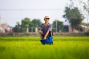 El grano tiene que morir para fructificar. Una lección que a veces nos cuenta asimilar en nuestra vida espiritual. Foto: Duong Tri / Unsplash.