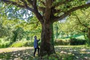 El ecologismo se configura cada vez más como un retorno al paganismo, con su culto a los animales e incluso a los árboles. Foto (contextual): Juan Gómez / Unsplash.