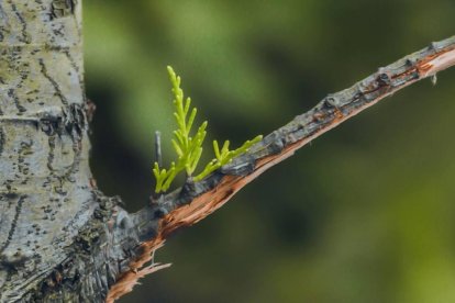El brote de cualquier cosa en nuestra vida nos obliga a una reflexión.