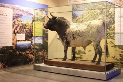 El Toro de Veragua, expuesto en el MNCN como especie bovina representativa del Parque Nacional Sierra de Guadarrama.