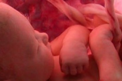 Un feto en el vientre de su madre