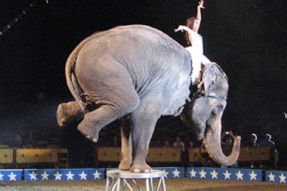 Los animales forman parte de la esencia y la magia del circo, un espectáculo que sufre los ataques de la corrección política.