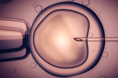 Imagen de una fecundación in vitro. Foto: ACRM Singapur.