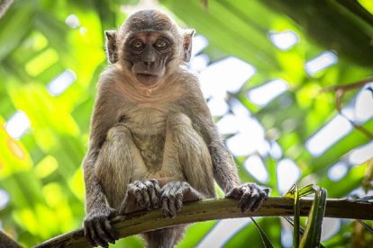 Células pluripotenciales humanas fueron introducidas en embriones de macacos