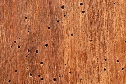 Las termitas o la carcoma pueden destruir desde dentro una estructura en apariencia sólida. Nuestra civilización no corre riesgo de morir por un ataque exterior, sino por problemas que nosotros mismos hemos creado.