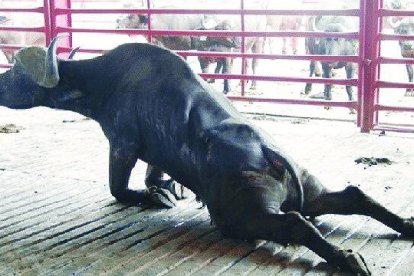 Cuando necesita una fuerza especial, el búfalo se pone de rodillas. Foto: ResearchGate.net