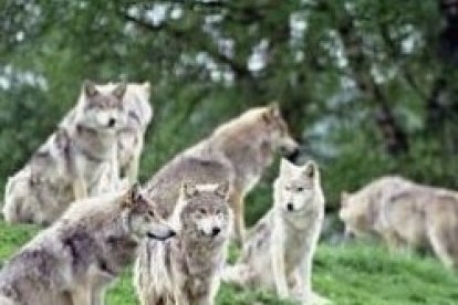 Os mando como ovejas entre lobos.