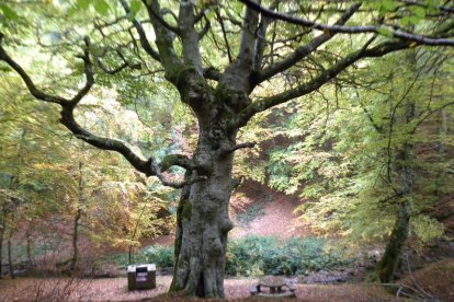 Un árbol, símbolo de la niebla de la sospecha