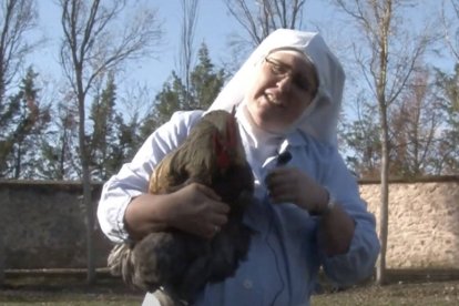 Según anuncia el periodista Francisco Canals, su nuevo director de comunicación, las de Belorado compartirán en nuevos vídeos su día a día con las 87 gallinas de su corral.