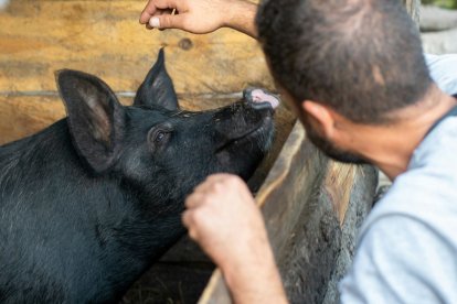 El hijo pródigo llegó a no poder comer ni de las sobras que dejaban los cerdos a quienes alimentaba. Es la despersonalización final de quien se deja arrastrar por el vértigo.