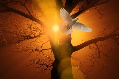 paloma-espíritu-árbol-sol-luz