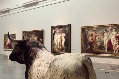 El Toro de Veragua estuvo en la exposición 'Historias Naturales' realizada en 2013 en el Museo del Prado, que se construyó para ser el Museo de Ciencias Naturales
