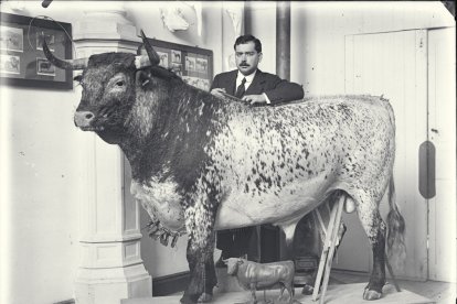 Luis de Benedito y el Toro de Veragua a medio naturalizar en el MNCN (Archivo MNCN-CSIC)