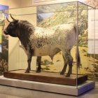 El Toro de Veragua, expuesto en el MNCN como especie bovina representativa del Parque Nacional Sierra de Guadarrama.