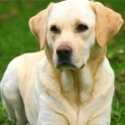 Perro-guía para invidentes