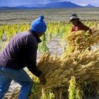 Alimentos para Todos es una ambiciosa campaña mundial de Caritas Internationalis en red con toda la Iglesia