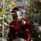 Cultivar rosas a 2.000 metros de altura tiene sus ventajas