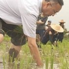 El obispo Arpondratana recoge arroz con sus campesinos... una versión tailandesa del pastor que huele a oveja