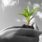 Una pequeña planta que crece gracias a la protección de unas manos