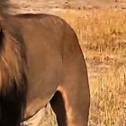 El autor del disparo que mató a Cecil está siendo linchado mediáticamente. No hace mucho un niño de 14 años fue devorado por un león similar.