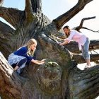 En este árbol se palpaba la tragedia... pero Dios transformó ese momento.