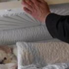 Los servicios funerarios para mascotas a veces incluyen ataúd y velatorio... cuanto más imite a las honras dedicadas a humanos, más debe hacer pensar