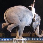 Los animales forman parte de la esencia y la magia del circo, un espectáculo que sufre los ataques de la corrección política.
