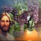 Yo soy la verdadera vid...