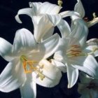 Fijaos cómo crecen los lirios del campo