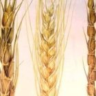 ...apareció también la cizaña.