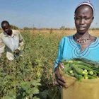 La partida irá destinada a países de cuatro continentes