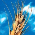 El Hijo del hombre es señor del sábado.