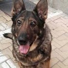 Esta es la perra policía Laika, que estuvo en la coronación del Rey... ahora pasa de la milicia al clero