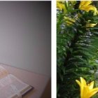 Kattie Devit es feliz en el convento de las clarisas Kokomo tras un largo viaje espiritual