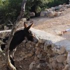 Béatrice vive en una montaña entre la frontera libanesa e isarelí desde donde reza por la paz y la reconciliación