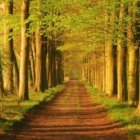 Yo soy el camino y la verdad y la vida...