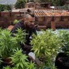 Un cultivador de marihuana en las terrazas de Medellín