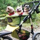 En Madrid en casi la mitad de los distritos ya hay más perros que niños