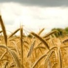 La mies es mucha y los obreros pocos