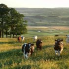 El ganado, tradicional amigo del hombre, ahora convertido en responsable del cambio climático, es el nuevo objetivo a batir de la ideología ecologista-veganista. Foto (contextual): Jakob Cotton / Unsplash.
