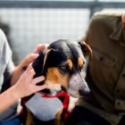 El Papa desafió el pensamiento dominante al lamentar la voluntad de no tener hijos, en muchos casos sustituidos por mascotas. Foto (contextual): Chewy/Unsplash.