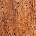 Las termitas o la carcoma pueden destruir desde dentro una estructura en apariencia sólida. Nuestra civilización no corre riesgo de morir por un ataque exterior, sino por problemas que nosotros mismos hemos creado.