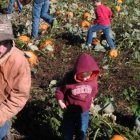 Imagen de los Miller recogiendo calabazas (Facebook Miller Farms Market)