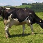 Vaca momentos antes de atentar contra el cambio climático